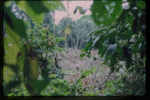 Light Gap in the Amazon