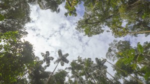 rainforest gap sky image