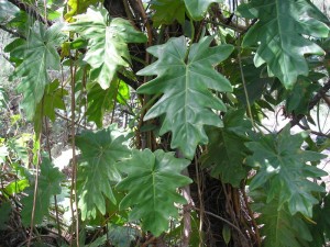 Large philodendron